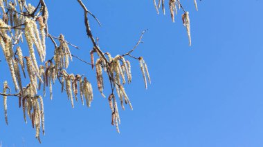 İlkbaharın başlarında mavi gökyüzüne karşı uzun cilt bakımı ile çiçek açan kızılağaç.