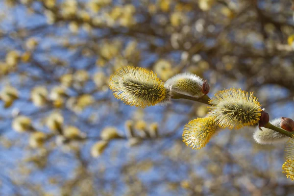 Λεπτά Κλαδιά Ανθισμένης Ιτιάς Άνθισαν Κίτρινα Άνθη Την Άνοιξη Για — Φωτογραφία Αρχείου