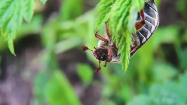 Gran Escarabajo Arrastra Sobre Una Hoja Verde Joven Viento Primavera — Vídeos de Stock