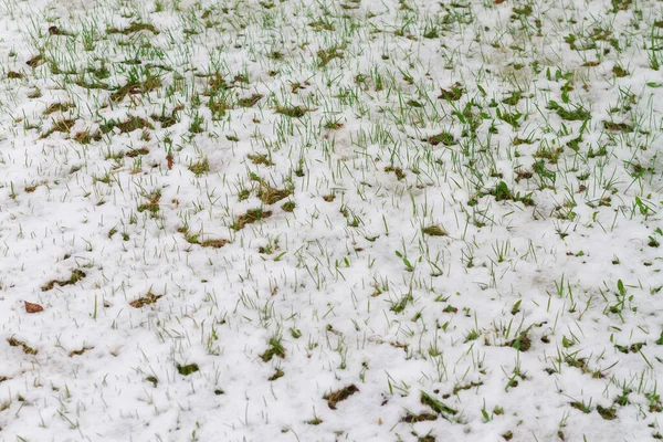 Φρέσκο Πράσινο Γρασίδι Άνοιξη Καλύπτεται Χιόνι Κατά Διάρκεια Μιας Ισχυρής — Φωτογραφία Αρχείου