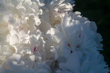 Beyaz şakayık yaprakları yakın plan. Güzel narin yaprakların çiçekli arkaplanı.