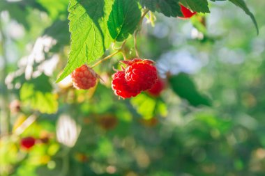 Bahçedeki bir çalılıkta ya da yazın ormandaki olgun kırmızı ahududular.