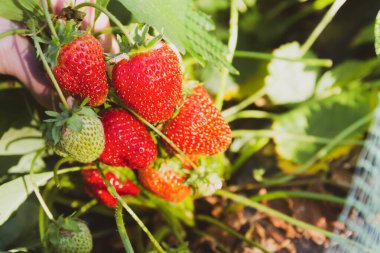 Bahçedeki çalıların üzerinde bir sürü olgun kırmızı çilek.