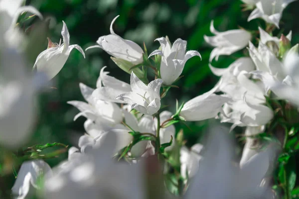 Λευκά Λουλούδια Bluebell Σκούρο Πράσινο Φόντο Φύλλωμα — Φωτογραφία Αρχείου