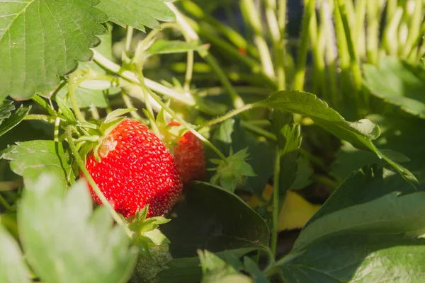 Φράουλα Άγριες Φράουλες Φράουλες Ανάπτυξη Στον Κήπο Ώριμα Μούρα Και — Φωτογραφία Αρχείου