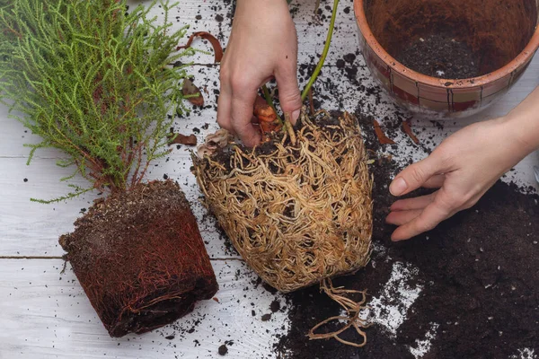 Plantación Plantas Interior Macetas Nuevas Con Tierra Nueva — Foto de Stock