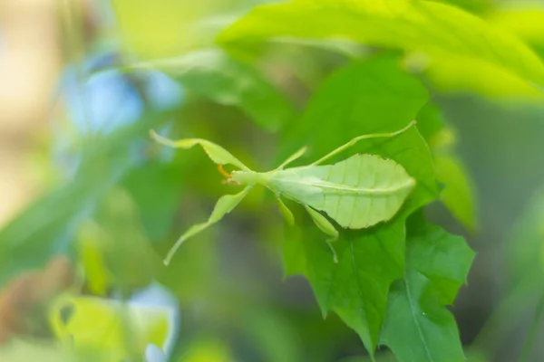 Insecto Hojuelas Verdes Disfraza Como Hojas Una Planta Verde —  Fotos de Stock