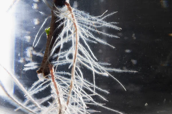 ガラス瓶の中の水に若い植物の根 — ストック写真