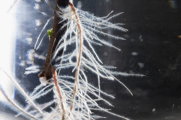 Young plant root in water in a glass jar.