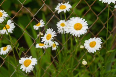 Bir yaz gününde papatya çayı arkaplanı, arka planda beyaz yapraklı çiçekler..