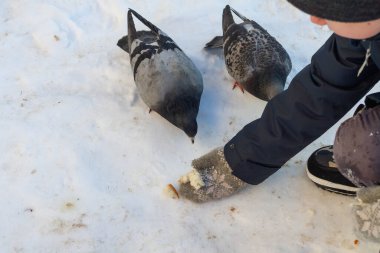 Kışın avucunun içindeki karda güvercinleri ekmek ile besle..