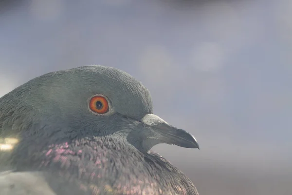 Pigeon Head Orange Eye Close — Stock Photo, Image