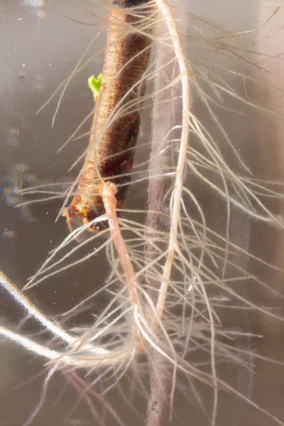 ガラス瓶の中の水に若い植物の根 — ストック写真