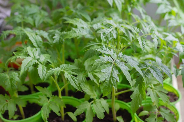 Cultivo Plántulas Tomate Macetas Primavera Casa Alféizar Ventana Para Trasplantar — Foto de Stock