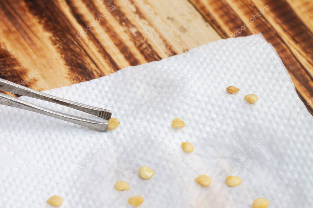 Take pepper seeds with tweezers for planting and growing plants.