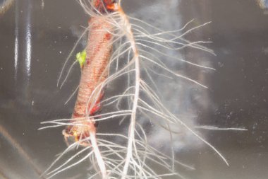 Suyun altındaki ağacın kökleri söğüt dalında büyüdü..