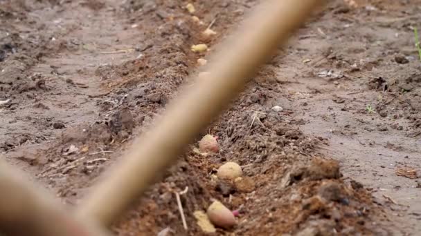 Tukang Kebun Menumpuk Kentang Hiller Ditanam Tanah Pada Musim Semi — Stok Video