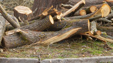 Dallar, dallar, gövdeler, kasabadaki büyük bir ağacın kütüğünden..