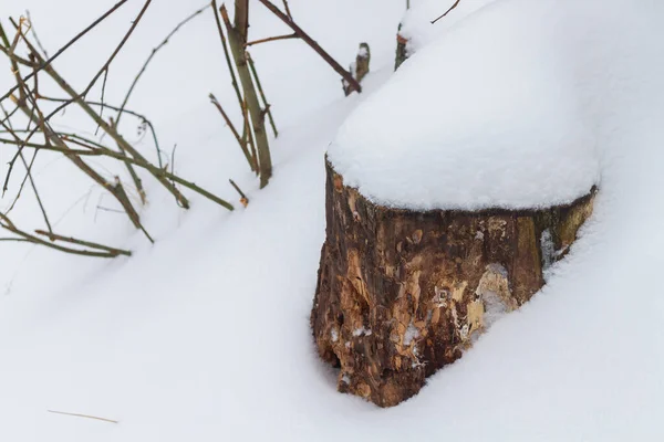 Träden Stubben Täckt Med Ett Djupt Lager Vit Kall Snö — Stockfoto