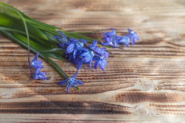 Mavi bahar erken çiçekleri çiğ damlalarında doğal ahşap bir zemin üzerinde.