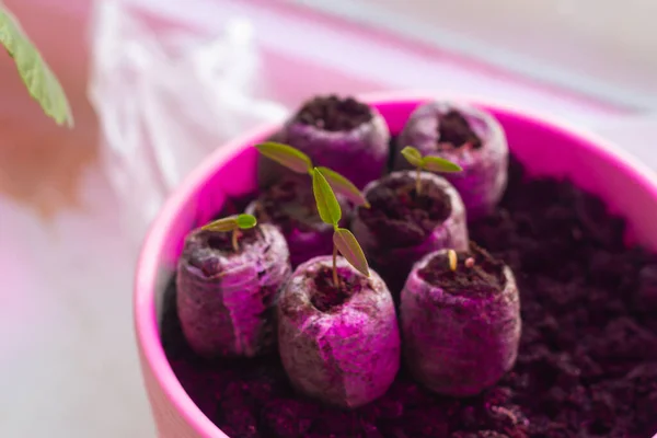 Pequeñas Plántulas Pimientos Vegetales Cultivan Cápsulas Con Tierra Bajo Luz — Foto de Stock