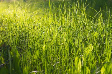 Çayırdaki yeşil çimenler, güneşteki sulu çimenler.
