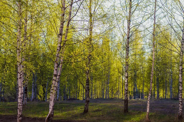 Lente Berkenbos Bos Met Jonge Groene Bladeren Het Felle Licht — Stockfoto