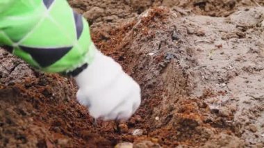 Bahçıvan baharda patates eker ve patatesleri toprağa koyar.