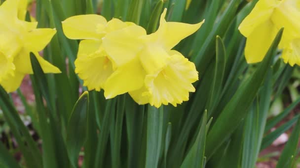 Fleurs jaunes jonquilles dans le jardin au printemps oscillant légèrement dans le vent — Video