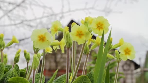 淡黄的报春花 在花园里迎风摇曳 — 图库视频影像