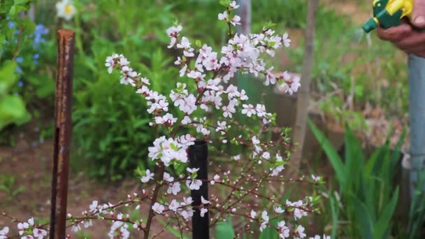 Jardinier Pulvérise Cerisier Fleurs Dans Jardin Printemps Contre Les Ravageurs — Video