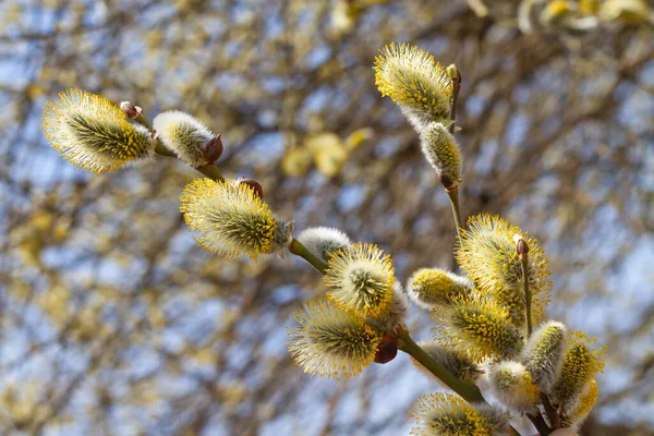 Schöne Frühling Hintergrund Der Blühenden Weidenzweige Gegen Den Blauen Himmel — Stockfoto