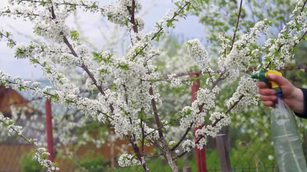 Pulverização Com Produtos Químicos Pragas Doenças Árvores Jardim Primavera — Vídeo de Stock