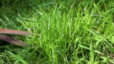 Yazın başında bahçedeki çimenlikteki sulu çimenleri makasla kes..