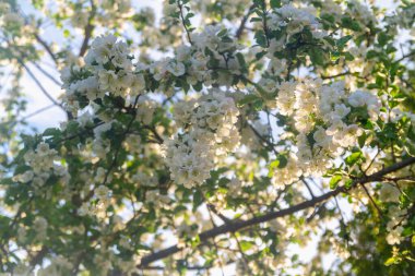 Elma bahçesindeki çiçek açan ağaçlar baharda beyaz kokulu çiçeklerle kaplıdır..