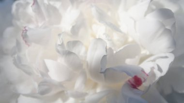 Beyaz şakayık yaprakları yakın plan. Güzel narin yaprakların çiçekli arkaplanı.