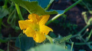 Büyük sarı çiçekli sebze kabağı yazın bahçede, bahçe yatağında. Kapatın..