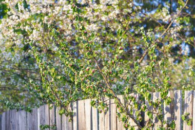 Baharda güzel bir elma ağacının solmuş tomurcukları ve yaprakları..
