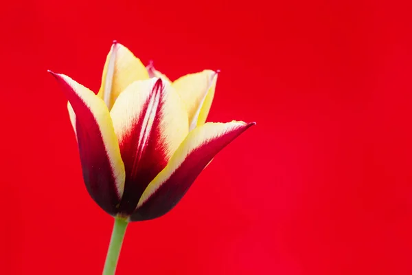 Colorful Red Yellow Tulip Red Background — Stock Photo, Image