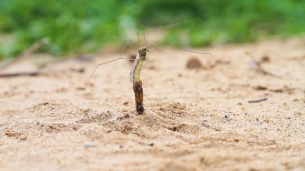 Larva jeřábu létá komáří poklopy z kokonu zpod země a visí na větvičce s tlapami — Stock video