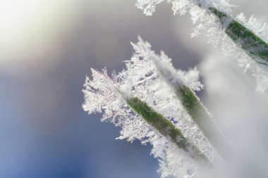 Noel ağacının yeşil iğnelerinde ya da çam ağacının yakın çekimlerinde buz ve kar taneleri.