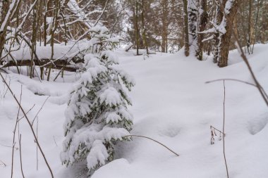 Ladin ağacı kışın ormanda karla kaplıdır..