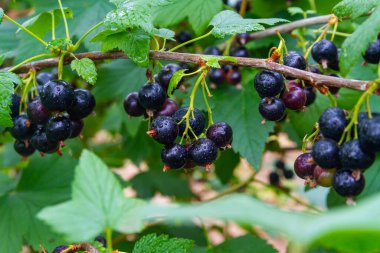 Frenk üzümünün dallarında olgun kuşüzümü püskülleriyle asılı..