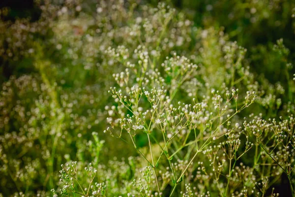 Tmavě Zelené Pozadí Malými Bílými Gypsophila Květy Zahradě — Stock fotografie