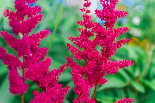 Astilba Granate Inflorescencias Suaves Astilba Color Rojo Oscuro Florecieron Verano — Foto de Stock