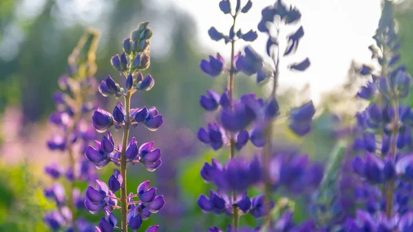 Lupin Violet Fleurs Sauvages Gros Plan Poussant Dans Une Prairie — Photo