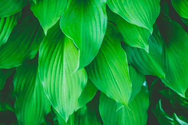 Las Hojas Verdes Del Huésped Forman Una Cubierta Verde Sólida —  Fotos de Stock