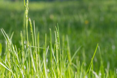 Çayırdaki yeşil çimenler, güneşteki sulu çimenler.