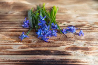 Tahta tahtalarda mavi çiçeklerin doğal bahar çiçekleri. Boşluğu kopyala.
