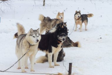 Kızak köpekleri kışın kızakla kaymadan önce karda dinlenir..